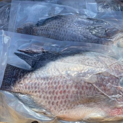 Cá Rô Phi Đông Lạnh Nguyên Con – Đạt Chuẩn Vệ Sinh